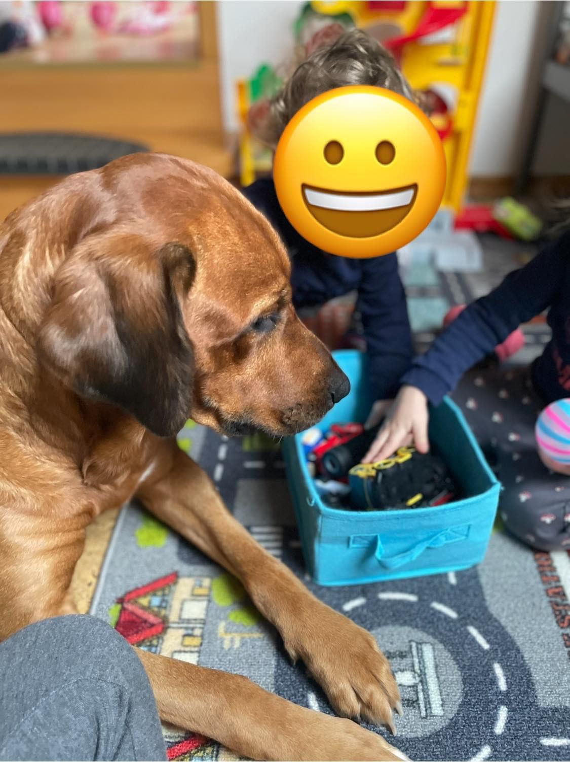 Bonny, die Hündin der Kindertagespflege